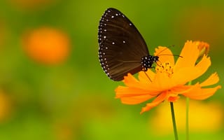 Картинка butterfly, точки, antennae, stalk, хоботок, white dots, белые точки, bokeh, wings, крылья, усики, стебель, proboscis, бабочки, боке, flower, dots, цветок