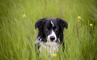 Картинка друг, взгляд, трава, собака