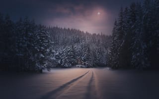 Обои следы, лес, ночь, домик, зима, снег, луна