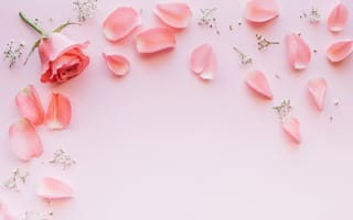 Картинка цветы, розы, tender, лепестки, rose, petals, flowers, fresh, розовые, pink