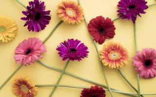 Обои герберы, colorful, spring, pink, flowers, цветы, gerbera