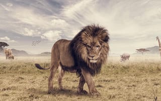 Картинка лев, жираф, слон, photoshop, животное, The Lion King, Joshua Amenyo, саванна, Animal, носорог