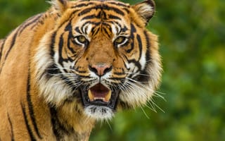 Картинка тигр, суматранский, взгляд, кошка, морда