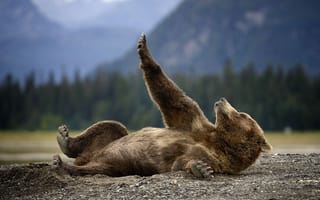 Обои животное, природа, Медведь, Гризли, лежит, хищник, земля, Аляска