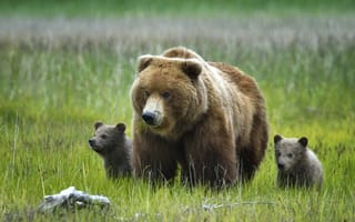 Картинка Медведи, природа, трава, Гризли, медвежата, Аляска, медведица