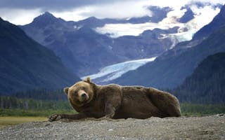 Картинка Медведь, Гризли, лежит, хищник, горы, Аляска