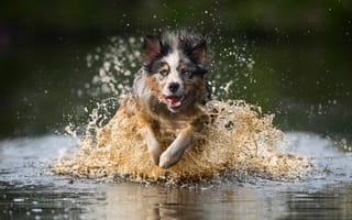 Картинка брызги, вода, собака, бег