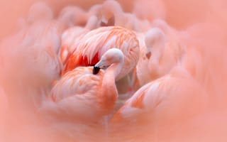 Картинка фламинго, птицы, розовые