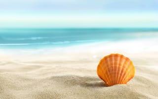 Картинка seashell, пляж, лето, песок, beach, sand, ракушка, море, солнце