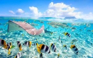 Картинка tropical, тропики, sea, ocean, океан, fishes, море, рыбки, underwater