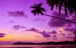 Картинка tropical, ocean, sunset, пляж, пальмы, beach, palms, paradise, тропики, море, берег, sea, закат, purple