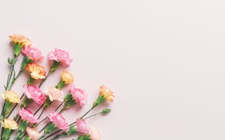 Картинка розовые, бутоны, pink, cute, tender, flowers, гвоздика