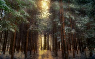 Картинка зима, природа, лес