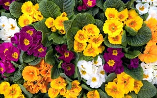 Картинка green, colorful, spring, garden, flowers, white, violet, yellow