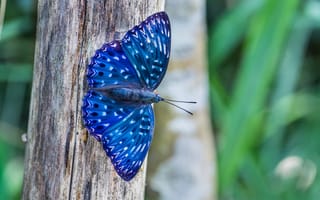 Картинка Бабочка, природа, синяя, макро, дерево
