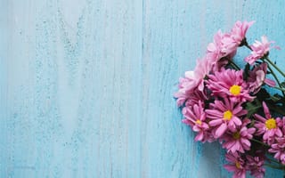 Картинка цветы, wood, хризантемы, spring, pink, flowers