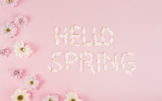 Картинка цветы, ромашки, хризантемы, лепестки, розовые, flowers, весна, pink, tender, fresh, hello, petals, spring