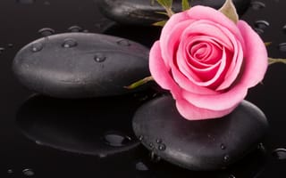 Картинка камешки, капельки, вода, розовая розочка
