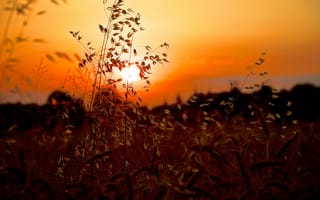Картинка лето, макро, трава, солнце, закат