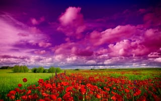 Картинка Природа, деревья, цветы, поле, маки, небо, полевые цветочки, облака