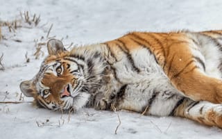 Картинка снег, тигрица, дикая кошка