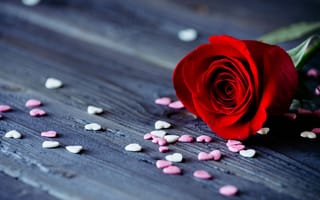 Картинка цветы, романтика, цветочек, flower, свидание, роза, сердечки, цветок, лепестки, красная, rose
