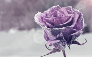 Картинка цветы, боке, цветочек, фиолетовый, цветок, снег, flower, snow