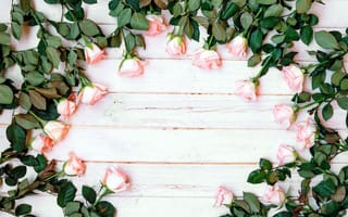 Картинка цветы, розы, розовые, flowers, pink, бутоны, wood, roses, tender, romantic, fresh