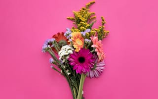Картинка цветы, flowers, gerbera, spring, pink, герберы, букет, розовые, colorful