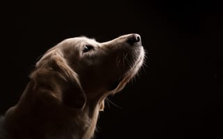 Картинка собака, взгляд