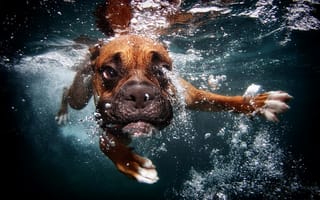 Обои собака, пузыри, плывет, под водой