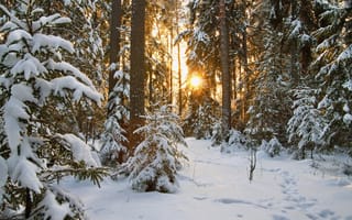 Картинка Снег, Солнце, Природа, Деревья, Ветки, Лес, Зима, Следы