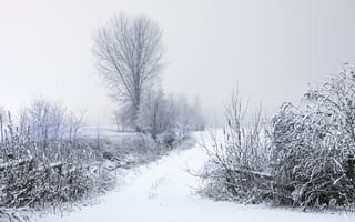 Обои Снег, деревья, природа, кусты, дорога, иней, ветки, зима