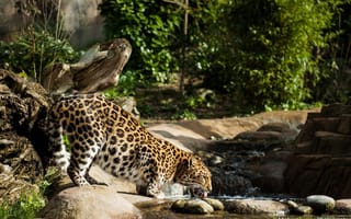 Картинка амурский леопард, пятна, хищник, заросли, водопой, профиль, дикая кошка, ручей