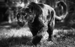 Картинка морда, черный леопард, черно-белое, хищник, пантера, дикая кошка