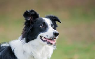 Картинка морда, собака, взрослые