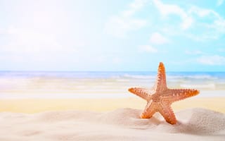 Обои песок, море, sea, звезда, starfish, summer, sand, пляж, beach