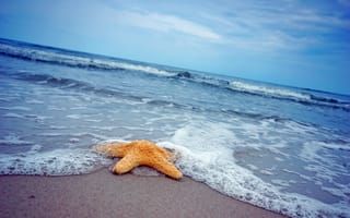Обои песок, море, пляж, beach, sea, sand, звезда, starfish, summer