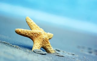 Картинка песок, море, sea, пляж, звезда, summer, beach, sand