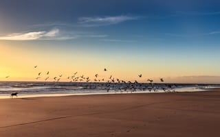 Картинка птицы, море, собака, пляж