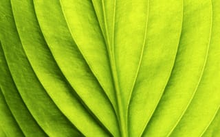 Картинка green, pattern, leaf