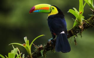 Картинка птица, ветка, Коста Рика, Радужный тукан, джунгли