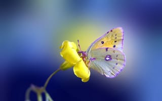 Обои бабочка, цветок, желтый
