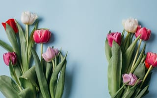 Картинка цветы, colorful, fresh, белые, white, тюльпаны, розовые, pink
