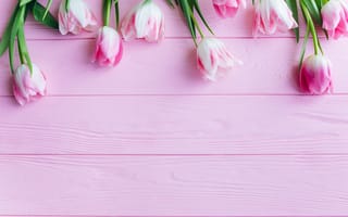 Картинка цветы, тюльпаны, beautiful, tender, розовые, spring, fresh, tulips, wood, flowers, pink