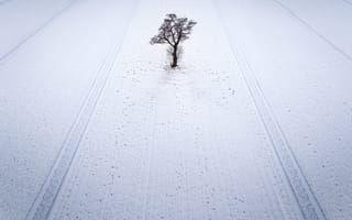 Обои зима, поле, снег, дерево