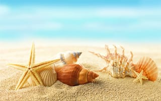 Картинка seashells, sunshine, beach, пляж, sand, солнце, море, summer, песок, звезды, sea, starfishes, ракушки