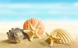 Картинка seashells, beach, marine, starfishes, песок, пляж, sand, ракушки
