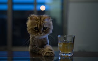 Картинка взгляд, кошка, стакан