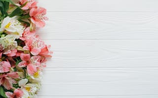 Картинка Цветы, Бело-розовая, Альстромерия
